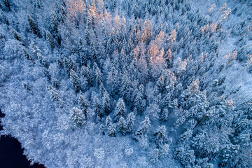 Aerial view of river Gauja in Europe during winter / Snowy forest during beautiful sunrise