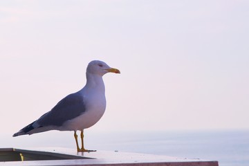 European herring gull (Larus argentatus) perched on a balustrade looking out into the sea of Marmara, in Istanbul, Turkey.