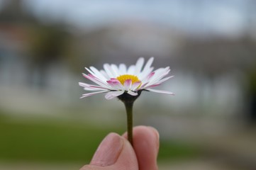 Margarida , flores em geral
