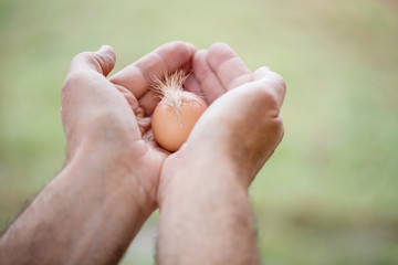 Male hands hold fresh egg on a green background.