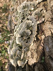 bark of a tree