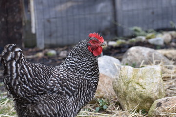 black and white egg laying hen