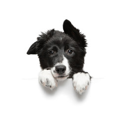 funny little black and white border collie puppy isolated on background holding paws plate, closeup...