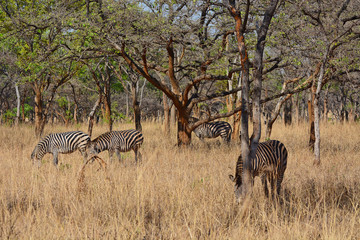 Zebras, grazing, at the conservation park of Lilayi Lodge, not far from Lusaka, in Zambia. 