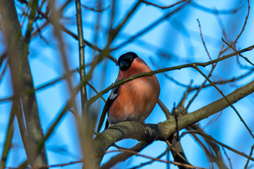Eurasian Bullfinch (Pyrrhula pyrrhula) on the tree