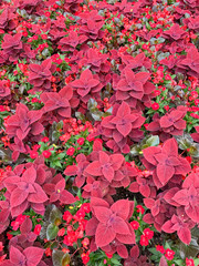 Image of Summer Garden Patch