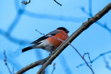 Eurasian Bullfinch (Pyrrhula pyrrhula) on the tree
