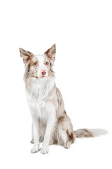 Portrait of a beautiful dog sitting and looking. Border Collie. Background is isolated.