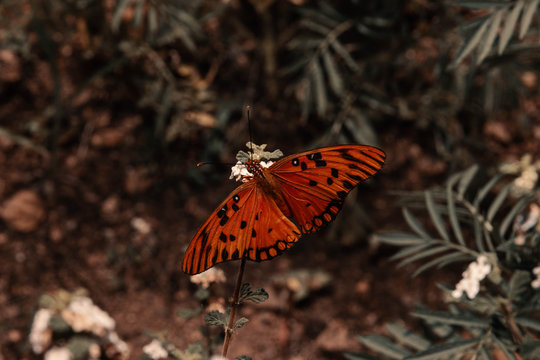  Orange butterfly on carnations of the dead of Puerto Rico