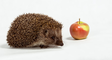 Hedgehog and red apple on a white background