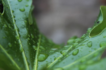 Hoja con gotas de lluvia