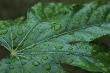 Hoja con gotas de lluvia