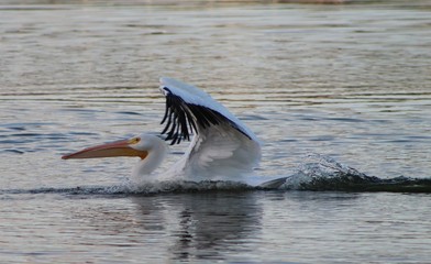 Pelican just landed in pond
