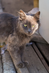 Grey, silver cat. An old, battered predator. The animal protects its territory. The animal is exploring the environment.