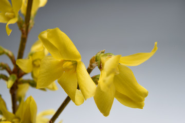 forsythia