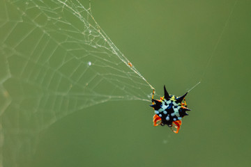 Australian Jewel Spider