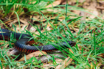 Red-belly Black Snake