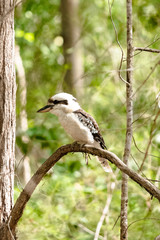 Kookaburra on Branch