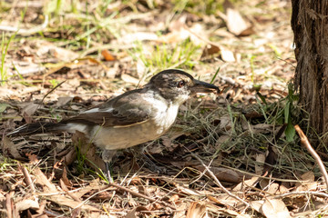 Grey Butcherbird