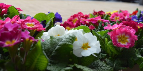 flores em geral
