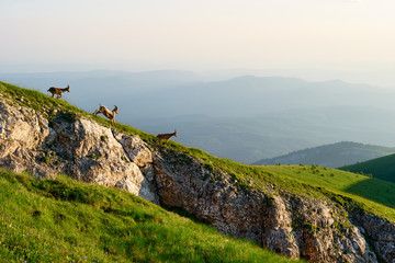 The West Caucasian tur (Capra caucasica) Beautiful mountain landscape with three running cute...