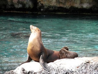 Sea Lion Pose