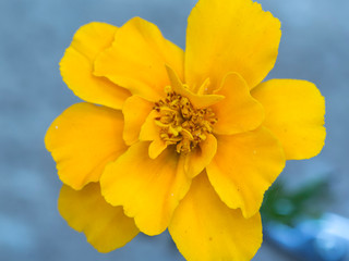 Close up of a yellow marigold flower