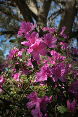 Pink Azalea Flowers