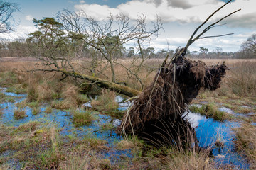 Grassy and swampy peat area with puddles and yellow grass in the national stream and esdorp...