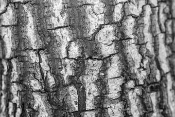 Rough tree texture in black and white