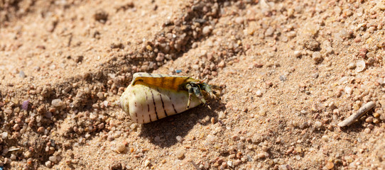 Hermit crabs decapod crustaceans of the superfamily Paguroidea. The crab hides in the shell, which is located on the sand.