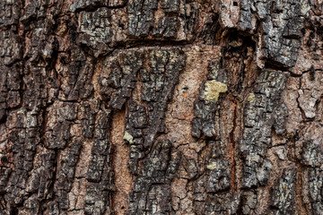 tree bark texture