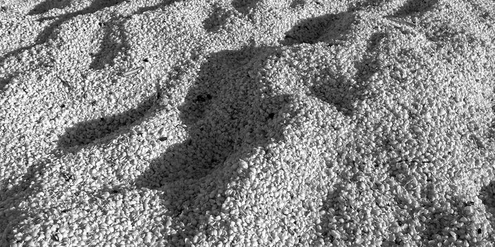 Laesoe / Denmark: Wind-formed pile of a thousand tiny white shells on the beach at Vesteroe Havn the day after a stormy April night
