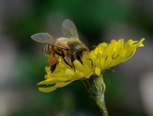 Close-up of bee collecting nectar on yellow flower