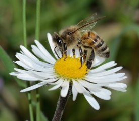Close-up of bee on daisy flower
