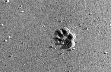 Laesoe / Denmark: Dog paw print in white sand on the beach in Vesteroe Havn