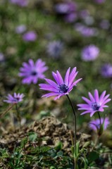 Fototapeta premium Anemone purple flowers in a field
