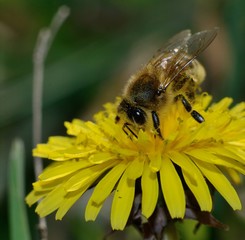bee collecting nectar on dandelion flower