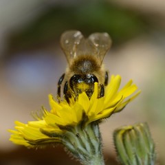 Close-up of bee collecting nectar on dandelion flower