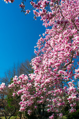 A Blooming Pink Tree agaist a Clear Blue Sky