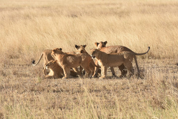 Group of female lions in Serengeti National Park, Tanzania