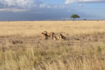 Naklejka na ściany i meble Group of female lions in Serengeti National Park, Tanzania