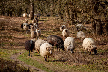 Herd of Drentse heather sheep in the forest of the national forest and esdorp landscape in the beautiful Drenthe woods in early spring