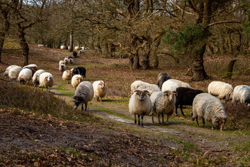 Herd of Drentse heather sheep in the forest of the national forest and esdorp landscape in the beautiful Drenthe woods in early spring