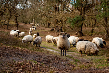 Obraz na płótnie Canvas Herd of Drentse heather sheep in the forest of the national forest and esdorp landscape in the beautiful Drenthe woods in early spring