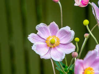 Fototapeta premium Pink Cosmos Eight Petals