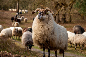 Herd of Drentse heather sheep in the forest of the national forest and esdorp landscape in the beautiful Drenthe woods in early spring
