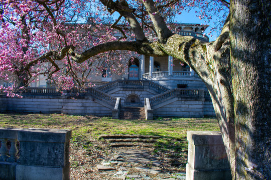 A Courtyard at the Elkins Estate With a Blooming Pink Cherry Blossom