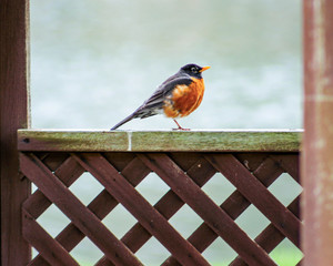 Robin on the Fence