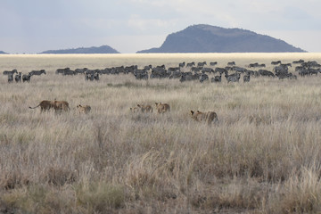 View of Serengeti National Park, Tanzania